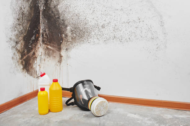 Best Same-Day Mold Removal  in Westminster, TX