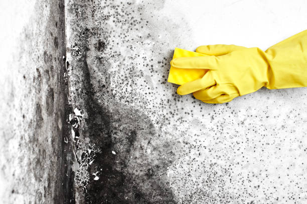 Best Mold Remediation  in Westminster, TX