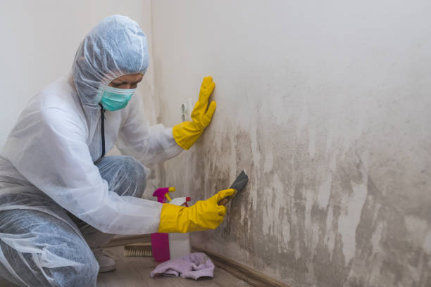 Professional Mold Removal in Westminster, TX