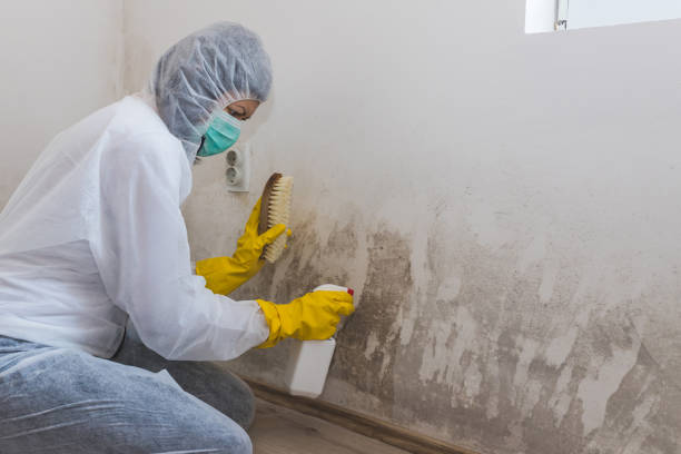 Best Same-Day Mold Removal  in Westminster, TX
