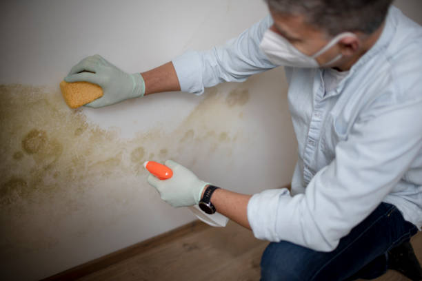 Best Mold Removal Company Near Me  in Westminster, TX