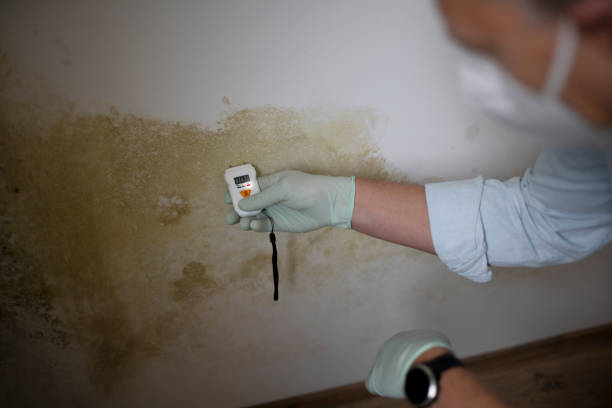 Best Affordable Mold Removal  in Westminster, TX