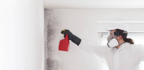 Best Home Mold Removal  in Westminster, TX