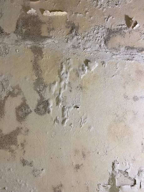 Best Mold Remediation  in Westminster, TX