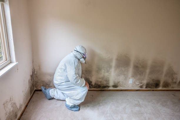 Westminster, TX Mold Removal Company