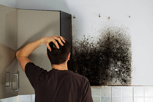 Best Mold Removal Process  in Westminster, TX