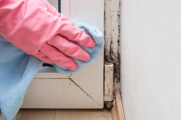 Office Mold Removal Services in Westminster, TX