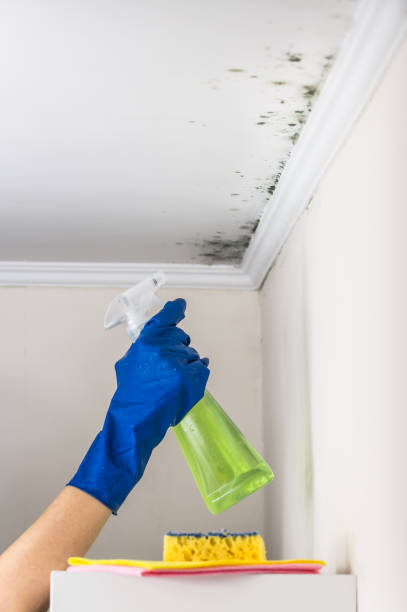 Mold Removal Process in Westminster, TX