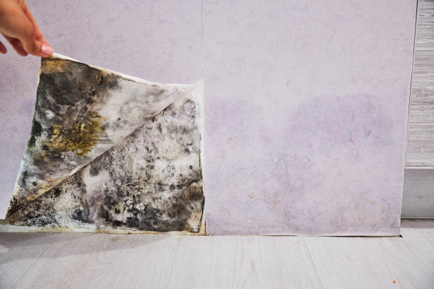 Best Office Mold Removal Services  in Westminster, TX